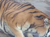 Tips Averting Tiger Attacks