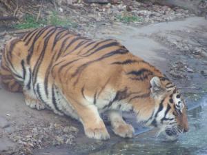 As with mean drunks, never interrupt a drinking tiger