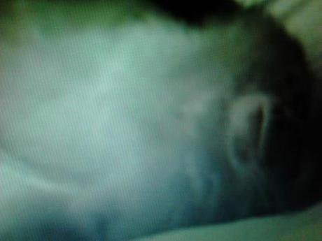 Bigfoot News July 22, 2013 Another very weird apparent fake that came out at the same time, apparently also released by Pearse.