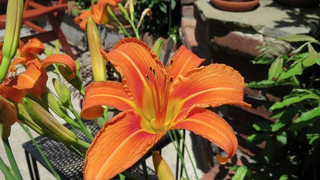 Long-Island-Tiger-Lilies