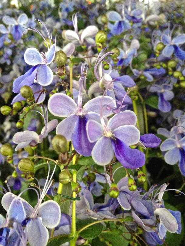 Blue Butterfly Bush Plant