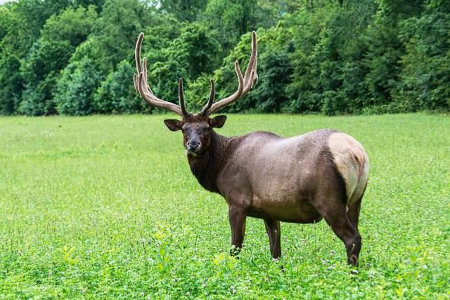 Male-Elk-in-Great-Smoky-Mountains