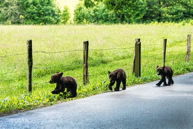 Three-Black-Bear-Cubs
