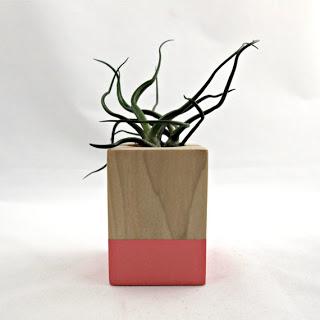 inspiration board | air plants