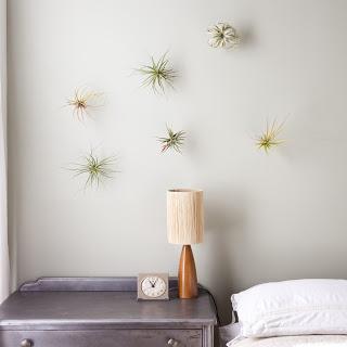 inspiration board | air plants