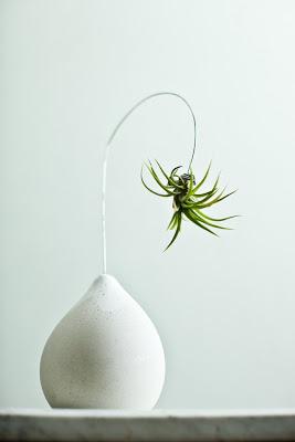inspiration board | air plants