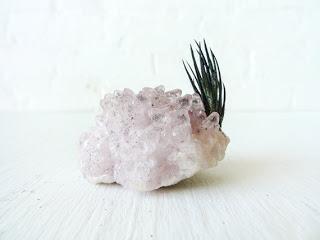 inspiration board | air plants