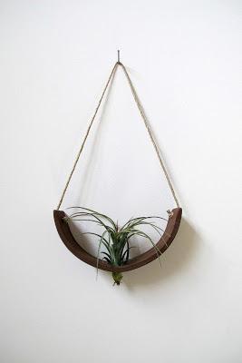 inspiration board | air plants