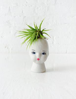 inspiration board | air plants
