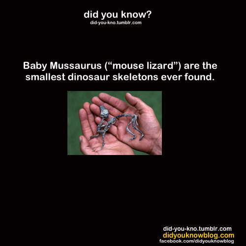 did-you-kno:

Source: Greenwood, Marie. 2011. Dinosaurs and Me

Glad they’re extinct. Mice suck. I’m sure mousasauruses suck even more.