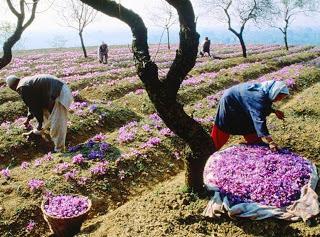 Farm Tourism and Cultivation in Kashmir