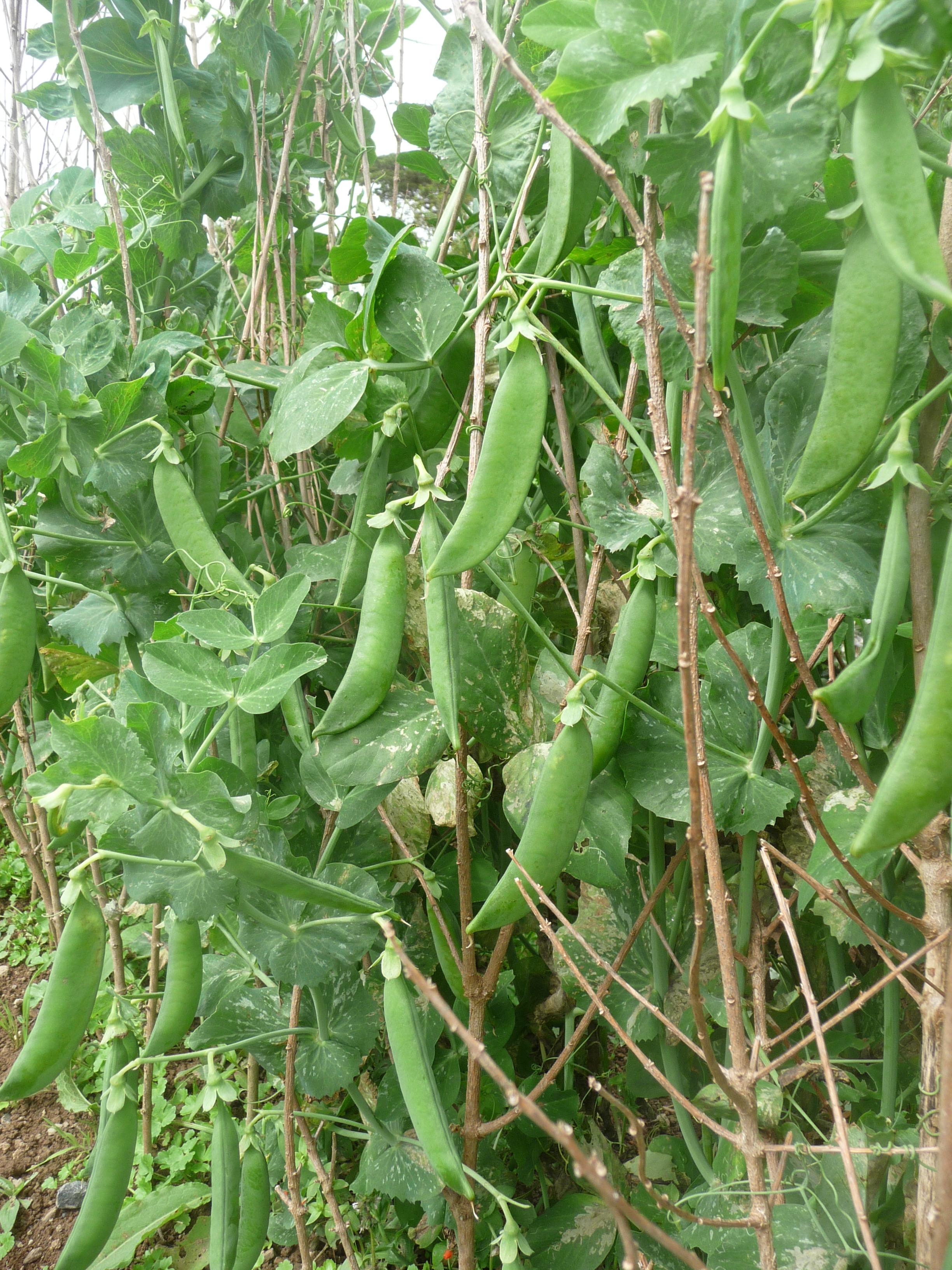 Allotment Jobs