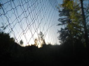 Close-up of a mist net. Note the small mesh size.