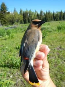 A Cedar Waxwing. Note the waxy tips on his wing feathers. No one knows exactly why some waxwings secrete these tips, but they sure do look cool (and maybe help attract the ladies). 