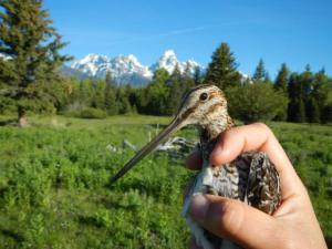 A Wilson's Snipe with the Teton Range in the background. 