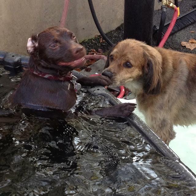 Pool Days