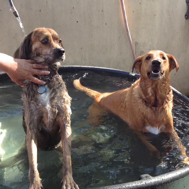 Pool Days