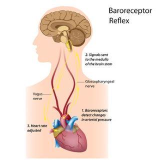 Why You Should Love Your Baroreceptors: Stress Management Made Easy