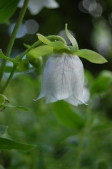 Codonopsis clematidea Flower (23/06/2013, Kew Gardens, London)