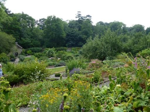 view across Ty Glyn with phlomis in the foreground