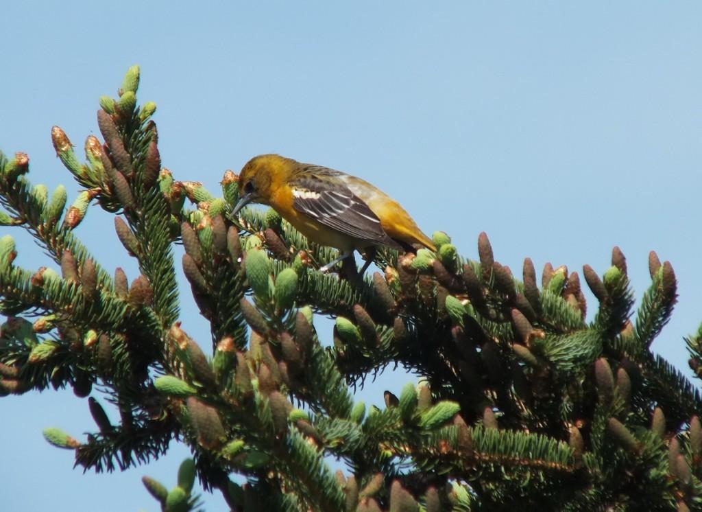 Baltimore Oriole, female - in spruce tree - Second Marsh - Oshawa - Ontario