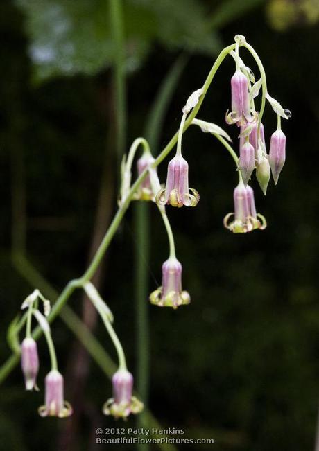 Western Featherbells – stenanthium occidentale Western Featherbells © 2012 Patty Hankins
