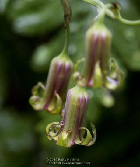 Western Featherbells – stenanthium occidentale Western Featherbells © 2012 Patty Hankins