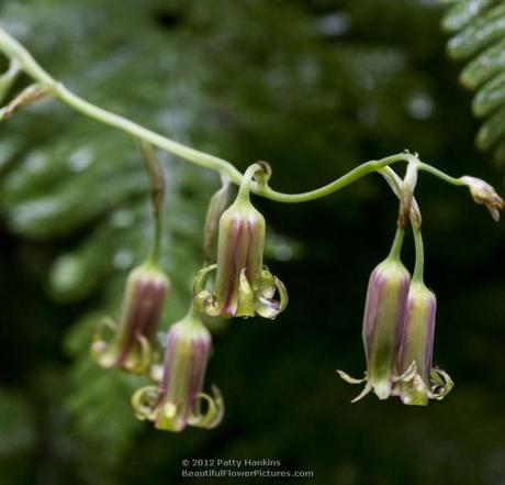 Western Featherbells – stenanthium occidentale Western Featherbells © 2012 Patty Hankins