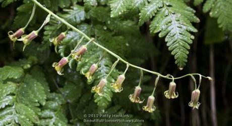 Western Featherbells – stenanthium occidentale Western Featherbells © 2012 Patty Hankins