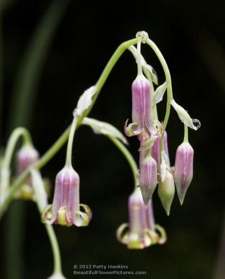 Western Featherbells – stenanthium occidentale Western Featherbells © 2012 Patty Hankins
