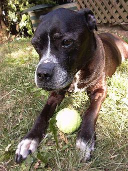 Oreo, In The Backyard 1