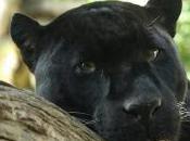 Featured Animal: Panther