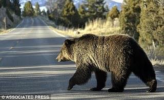 Grizzlies React to Guns-in-Parks Law