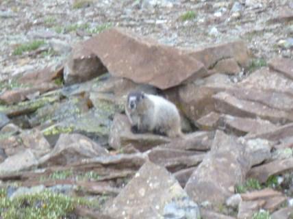 Hoary marmot at Jasper Tramway
