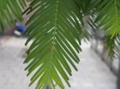 Plant Week: Metasequoia Glyptostroboides