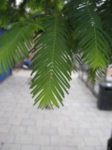 Metasequoia glyptostroboides leaf (13/08/2011,London)