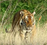 Featured Animal: South China Tiger