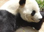 Panda Droppings: Good Biofuel Source