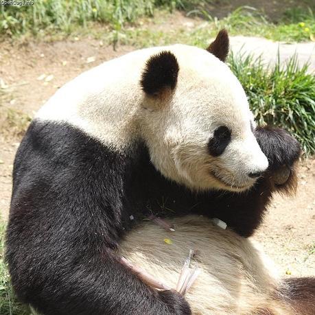 Treasure Trove for Biofuel in Panda Droppings?