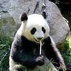 Panda Droppings: Good Biofuel Source