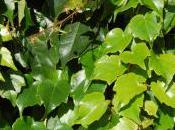 Plant Week: Parthenocissus Tricuspidata