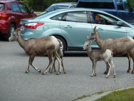 More bighorn sheep at Miette Hotsprings