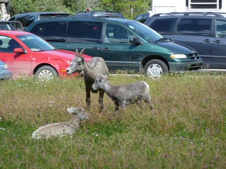 Bighorn sheep in the Miette Hotsprings parking lot.