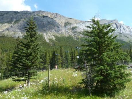 mountain scenery as seen from Miette Hotsprings