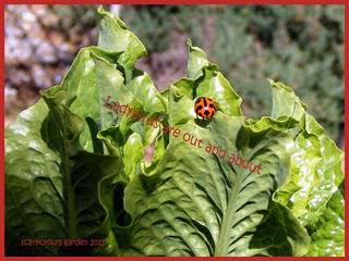 Scarecrow's Garden Journal Notes: August 2011