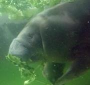 Manatee