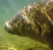 Manatee