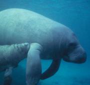 Manatee