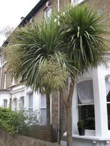 Cordyline australis (15/08/2011, London)