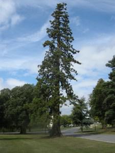 Sequoiadendron giganteum (16/08/2011, Cambridge)